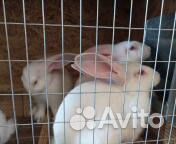 Кролики мясных пород