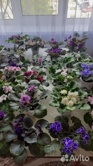 Детки сортовых фиалок