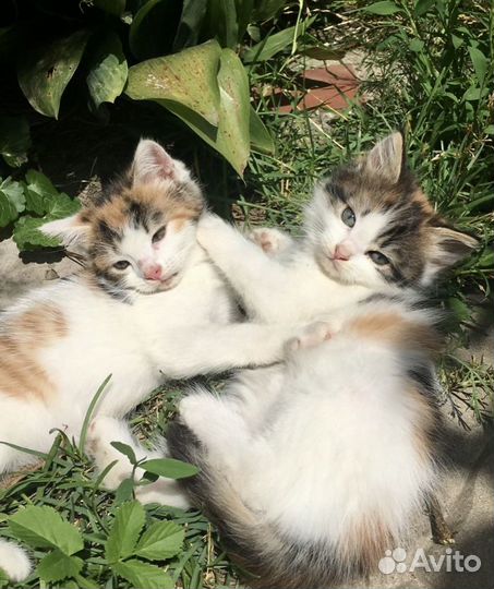 Трёхцветные пушистые котята