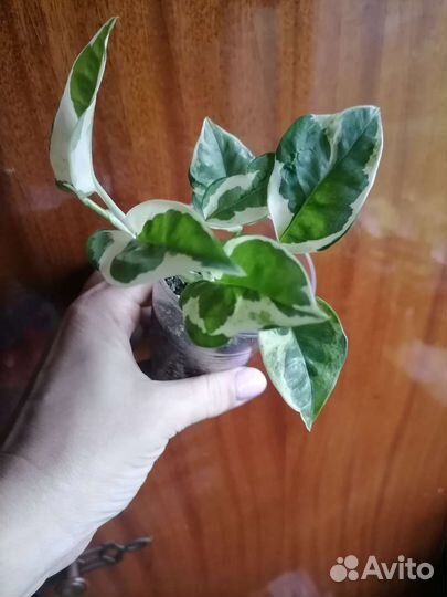 Сциндапсус н джой