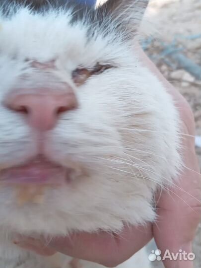 Кошечке нужен дом