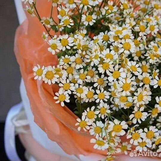 Цветы ромашки