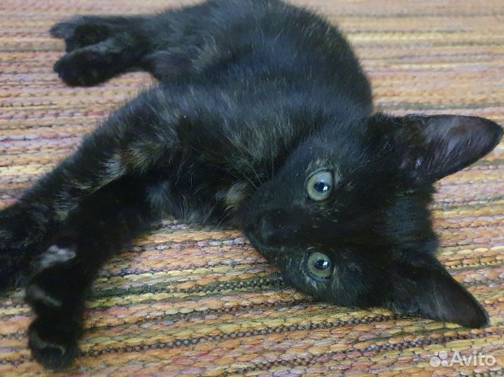 Котенок девочка 2,5м ищет добрые руки