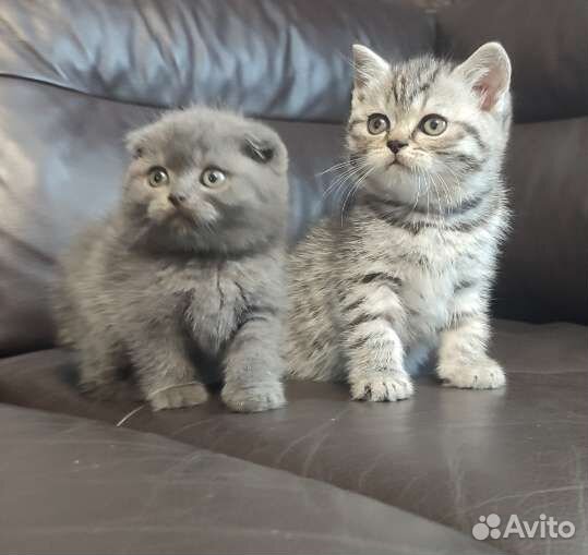 Шотландские котята