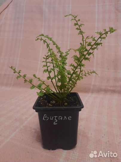 Папоротник, нефролепис Витале