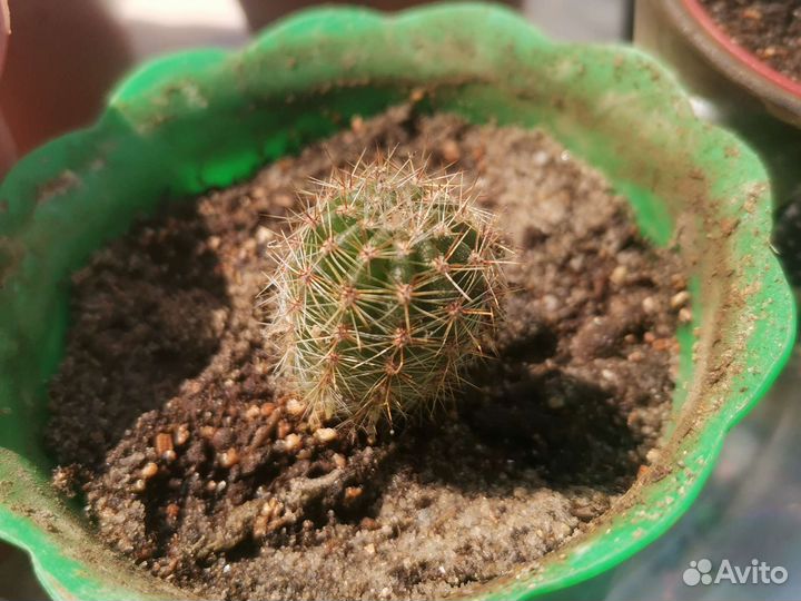 Кактус