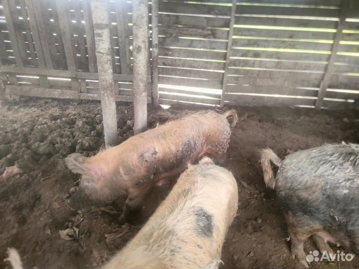 Свиньи поросята хряки