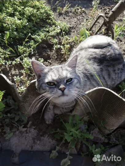 Шотландский прямоухий барсик