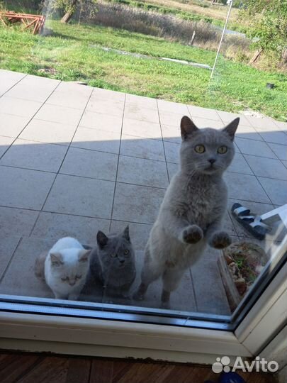 Британские котята