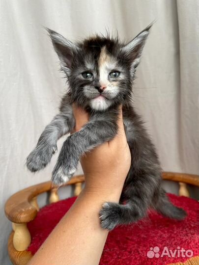 Девочка мейн-кун