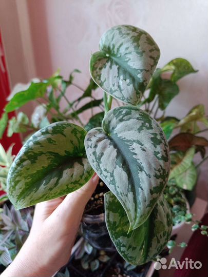 Сциндапсус пиктус треби