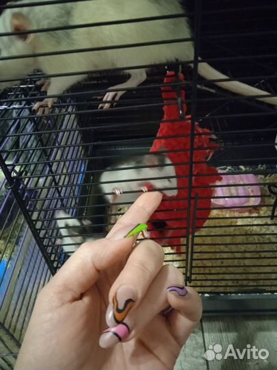 Крысята дамбо