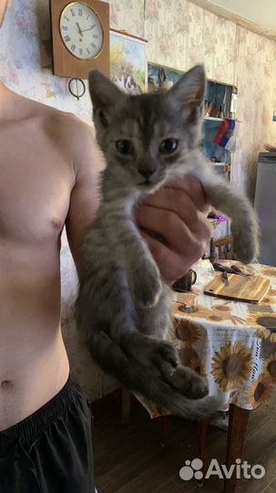 Кошка