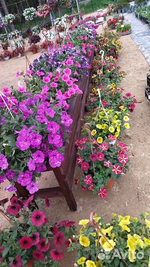 Петуния ампельная в кашпо