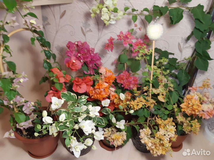 Комнатные цветы, бугенвиллия