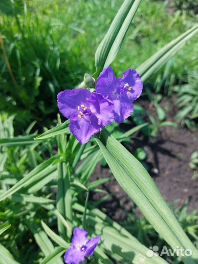 Многолетнее растение Традесканция