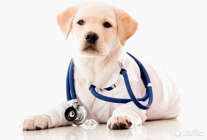 Ветеринарные услуги на дому