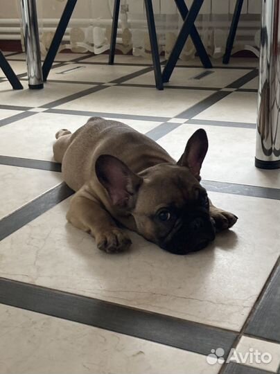 Щенок французского бульдога