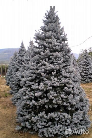 Ель колючая Хупси