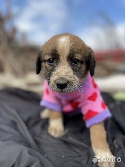 Щенок бесплатно