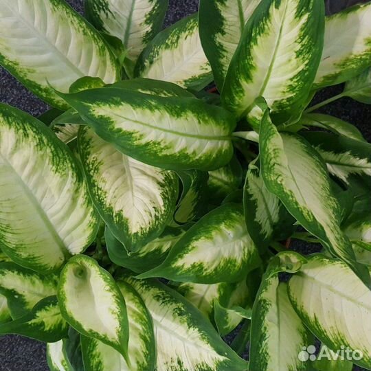 Диффенбахия Камилла