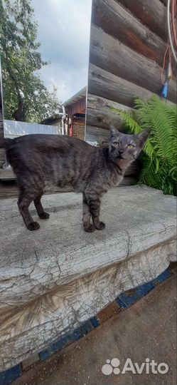 Красива кошечка