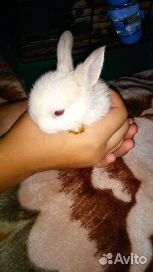 Декоративные кролики