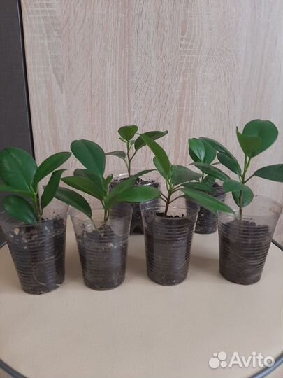 Фикус Мокламе маленькие и большие