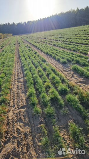 Саженцы сосны и ели окс от производителя