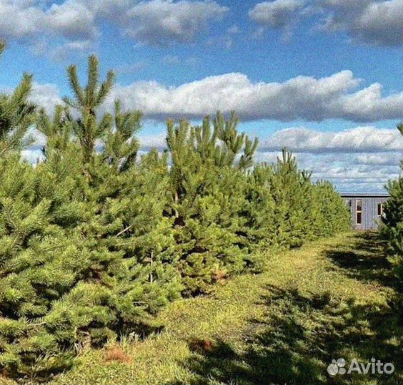 Сосна на участок. Из питомника