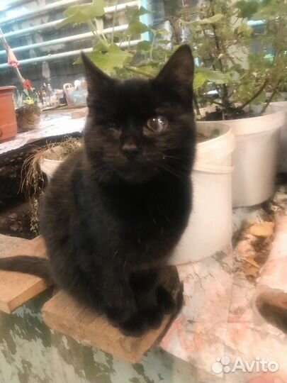 Ласковая чёрная кошка с одним глазом верит в чудо