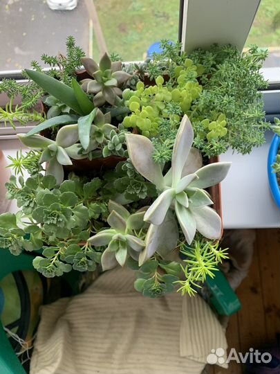 Суккуленты для дома и сада