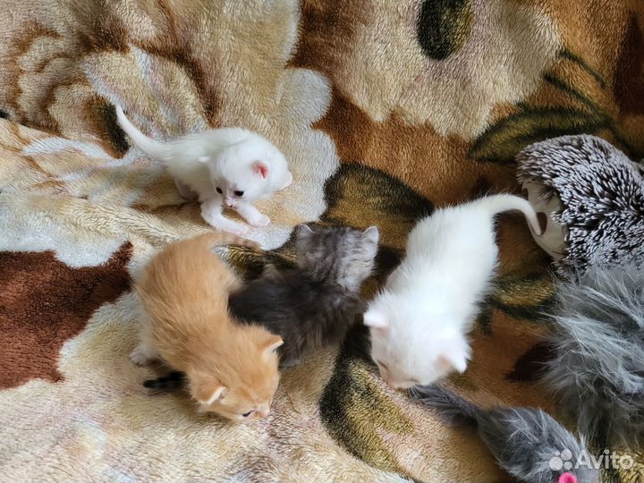 Отдам в добрые руки котят