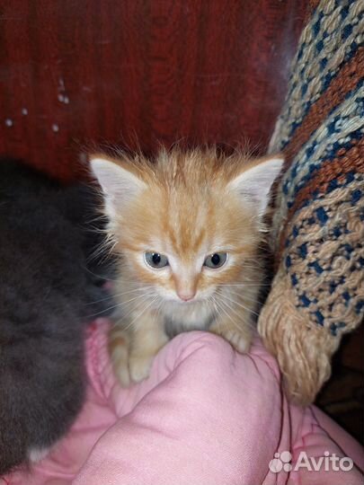 В добрые руки