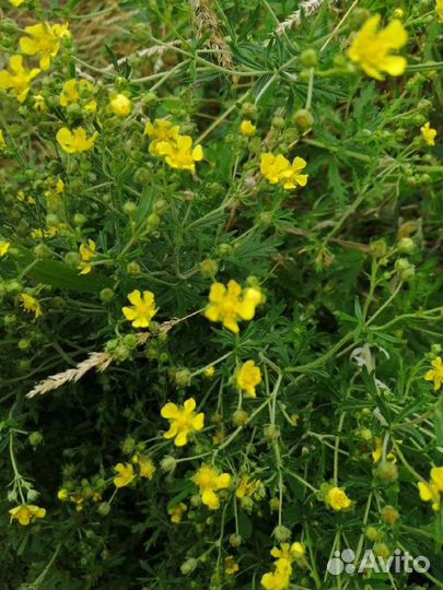 Скрутки благовония из трав