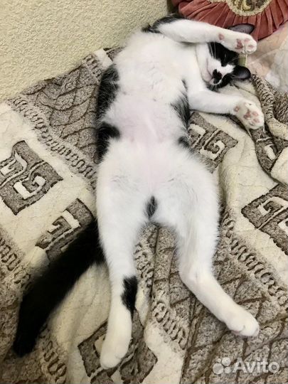 Кошка в добрые руки. Кошка-компаньон