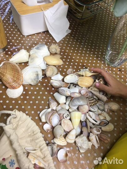 Морские ракушки раковины