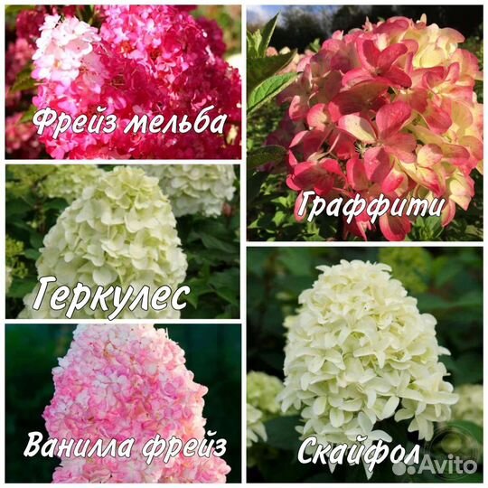 Гортензия саженцы