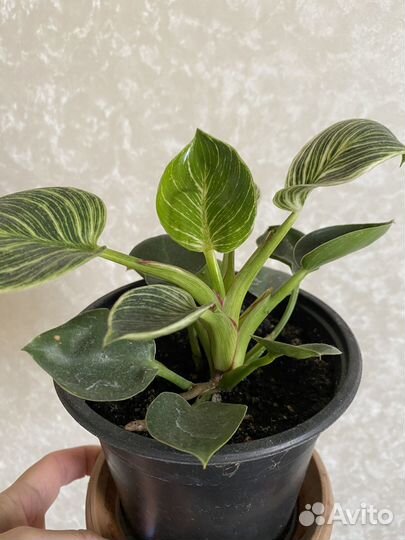 Филодендрон биркин