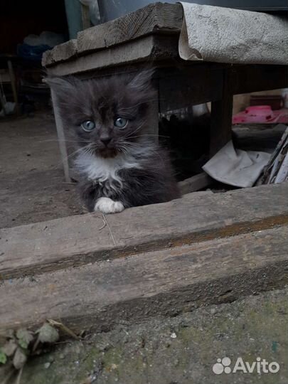 Мини котята двое