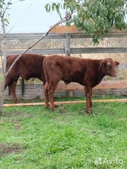 Телята бычки