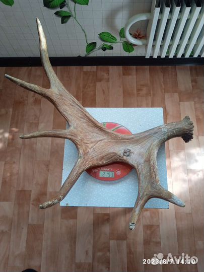 Рога разные