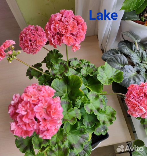 Пеларгония герань сортовая