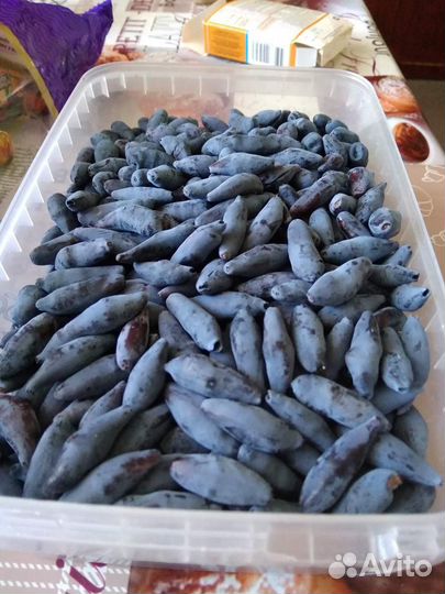 Жимолость садовая, клубника