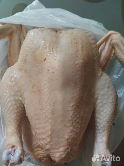 Мясо домашней птицы