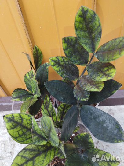 Замиокулькас Изумрудный блэк и др