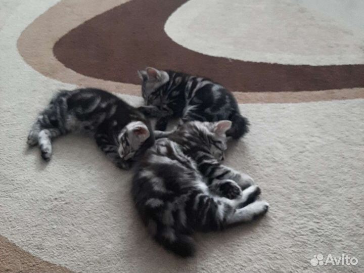 Курильский бобтейл