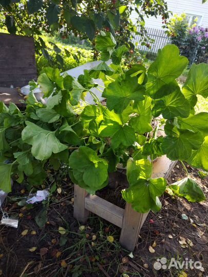 Герань пеларгония