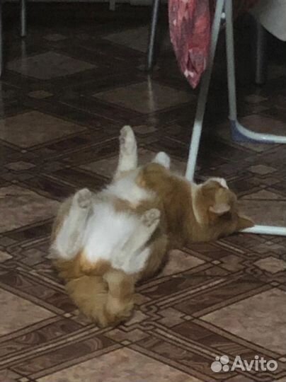 Отдам котика в добрые ручки