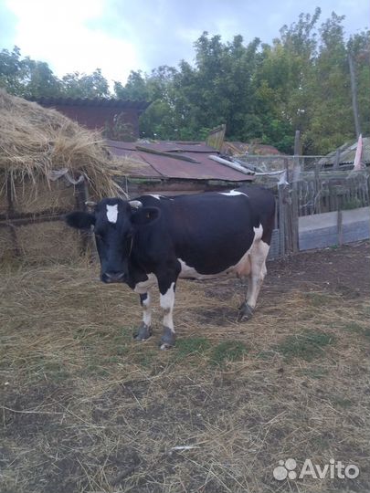 Продаються коровы